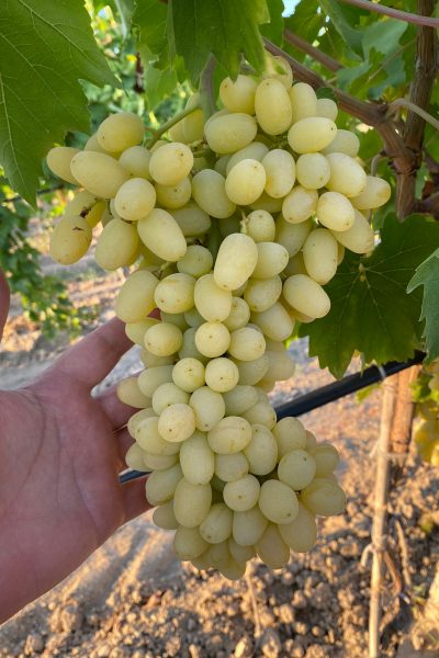 WhatsApp Image 2021-09-09 at 16.33.34